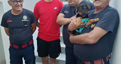 STROB: O CÃO QUE ILUMINA O QUARTEL